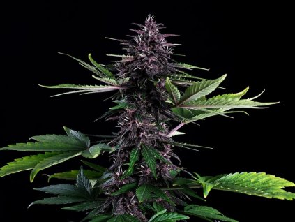 swiss dream rose cbd konopí