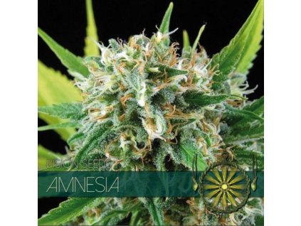 amnesia feminizovaná