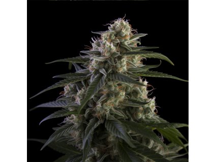 super skunk feminized seeds