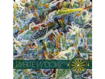 white widow feminized
