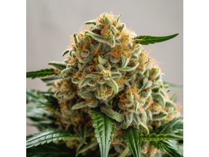 big bud femizované semínko