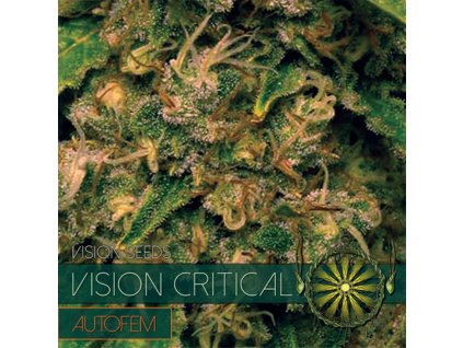 vision seeds auto critical500x500