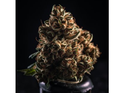 vision kush autoflowering