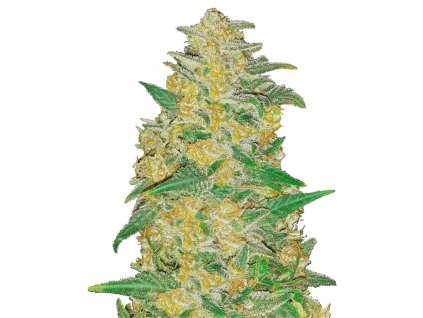 AK auto original autoflower