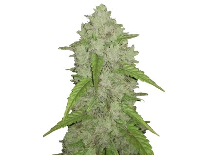 Amnesia Haze Original samonakvétací semena