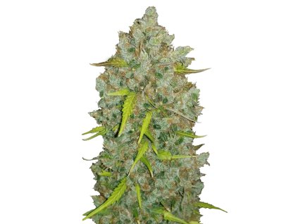 Bubblegum samonakvétací semena marihuany