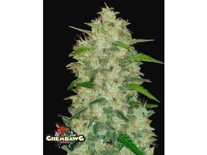 chemdawg samonakvétací semena