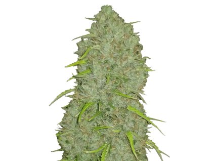 Jack Herer Original samonakvétací semena