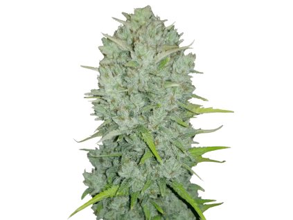 Northern Light Auto marihuana