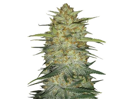 OG Kush samonakvétací semena