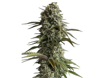 Skunk Original Auto semena marihuany