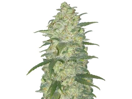 White Widow Autoflowers