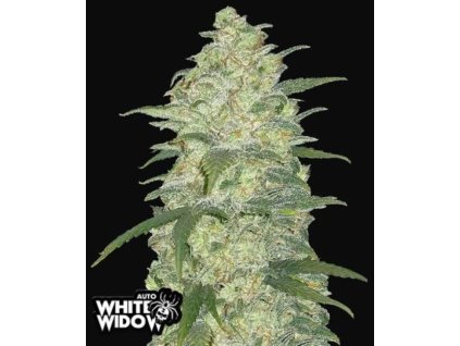 white widow marihuana