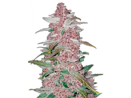 Blackberry Auto 42 Fast Buds