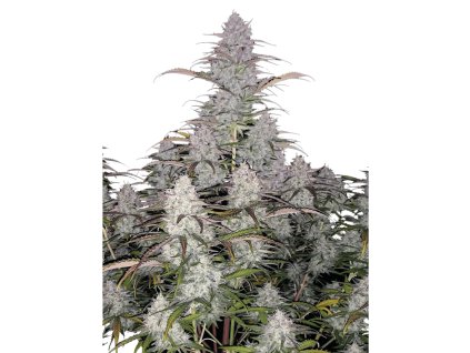 Green Crack samonakvétací semínka marihuany