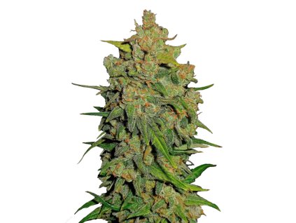 Lemon AK samonakvétací semínka