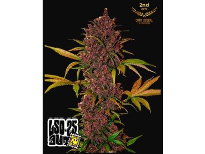 lsd25 samonakvétací semena