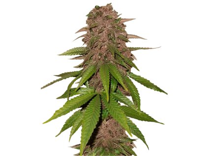 C4 auto semena marihuany