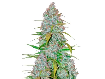 Californian snow samonakvétací semena marihuany