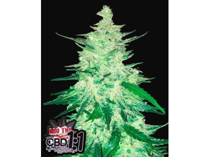 cbd crack semínka marihuany