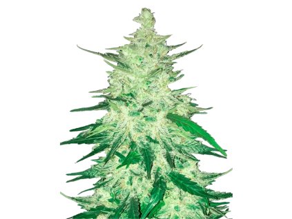 CBD Crack auto semínka marihuany