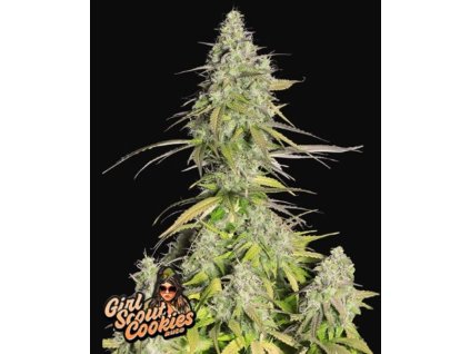 girl scout cookies marihuana