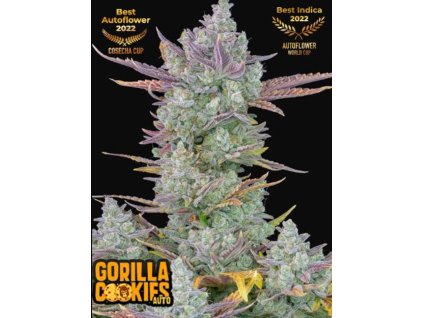 gorilla cookies auto marihuana