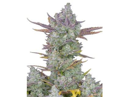 Gorilla Cookies samonakvétací semena