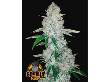 gorilla glue auto marihuana