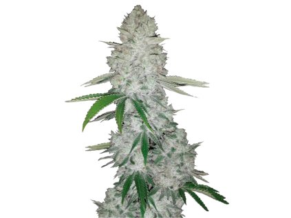 gorilla glue samonakvétací semena