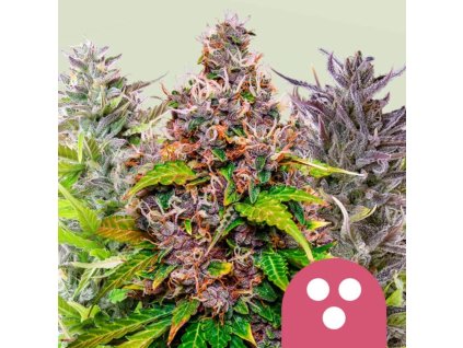 feminized mix