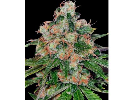 CBD caramel regular semena