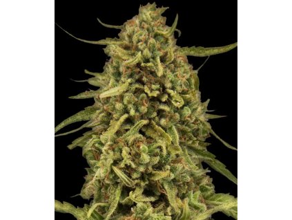 Widow Remedy regular