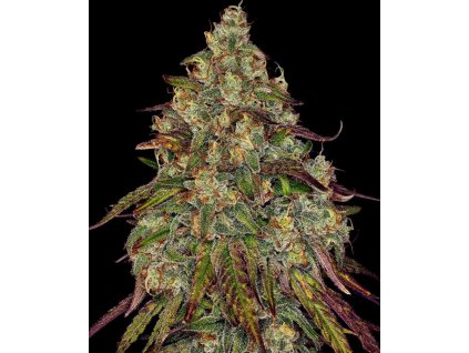 Amnesia Lemon feminizovaná semena konopí