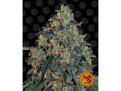blueberry og feminized seeds