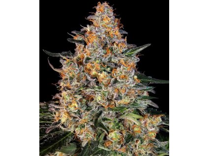 Bubba Kush feminized seeds
