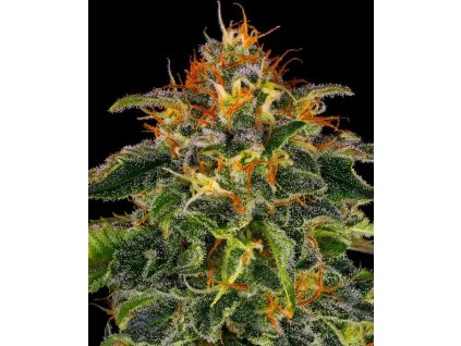 moby dick semena marihuany