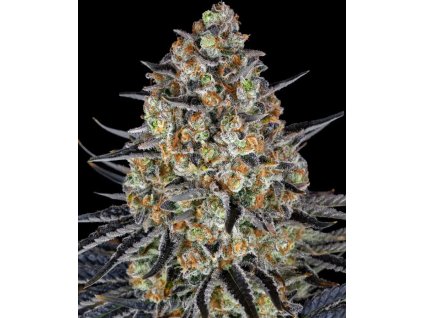 LSD feminizovaná semena konopí