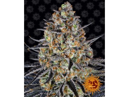 lsd feminized