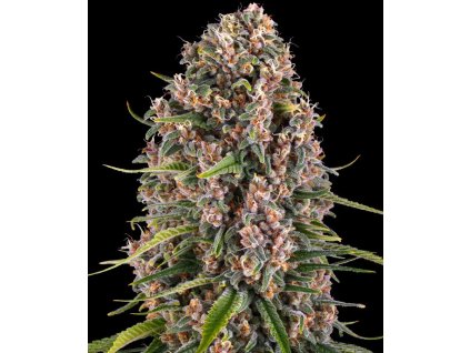 Blue cheese feminizovaná semínka