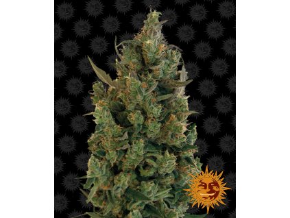 blue cheese feminizovaná semínka