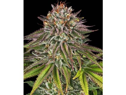 Critical Kush feminizovaná semena