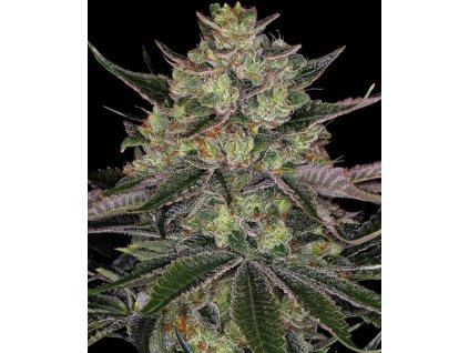 gorilla zkittles semena konopí