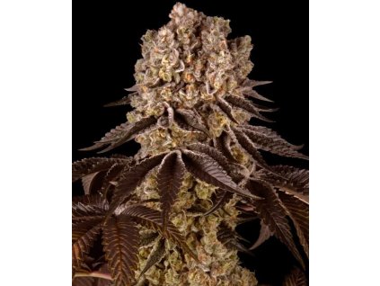 Purple punch feminizovaná semena