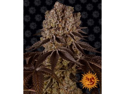 purple punch feminized