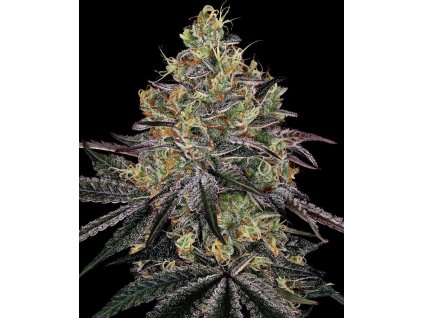 watermelon zkittlez feminized seeds