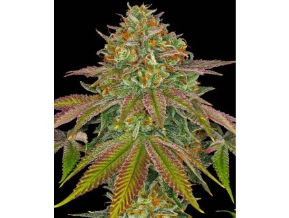 Wedding Cake feminizovaná semena marihuany