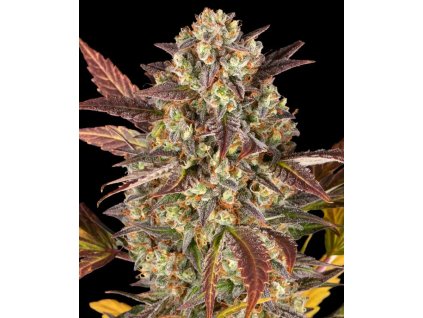 Amnesia Haze autoflower seeds