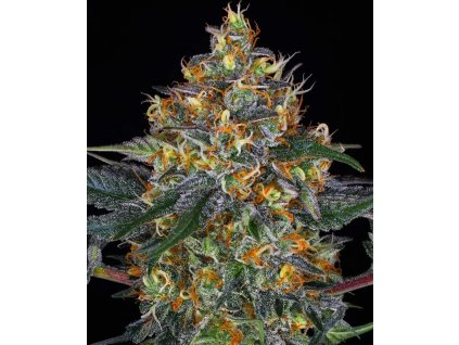 mody dick autoflower semena