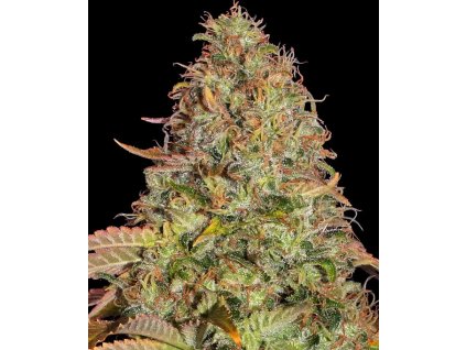 Zkittles OG autoflower seeds